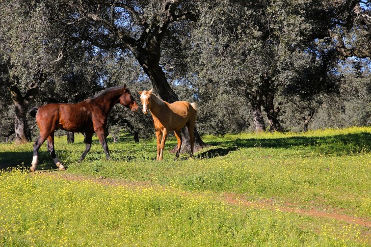 Ecuestrian property Andalucia Spain