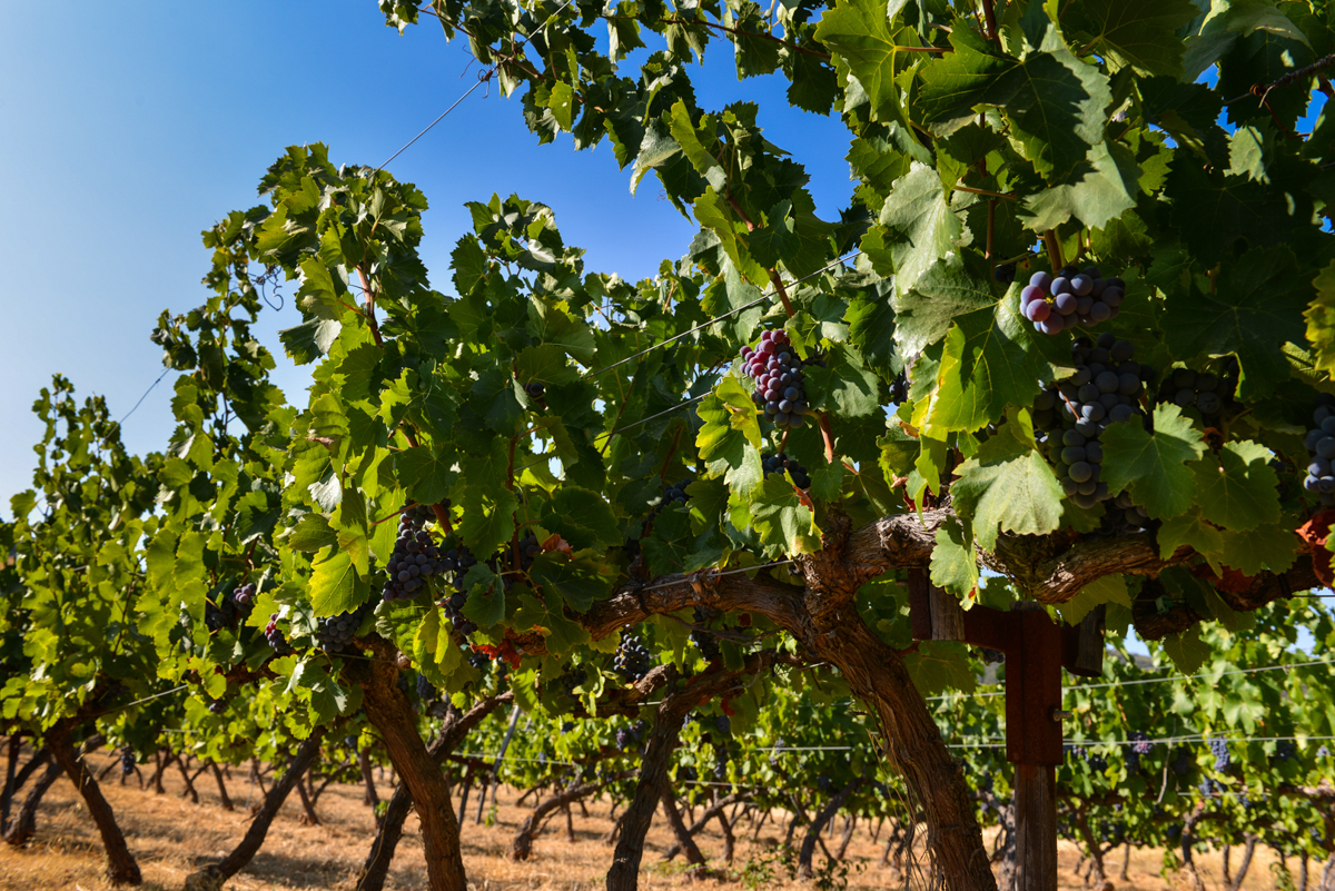 bodega ronda