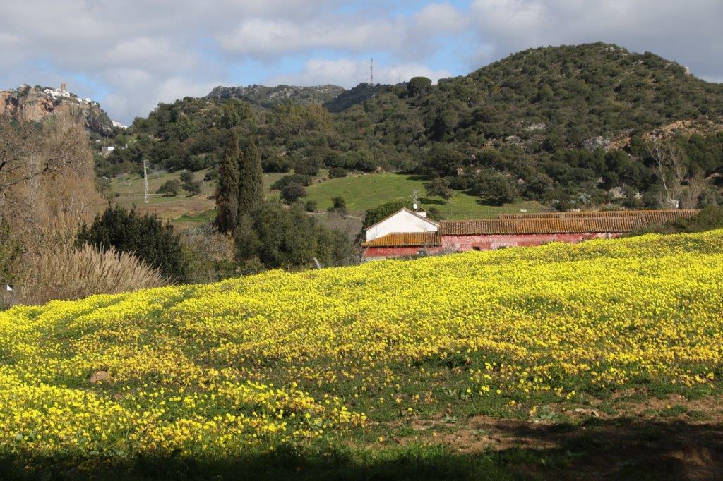 spring in Andalusia