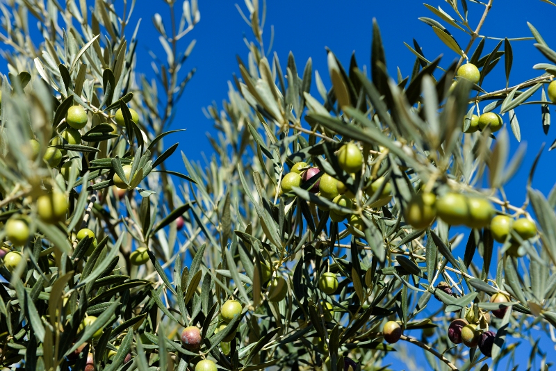 Own olive oil label, olive grove in Andalusia