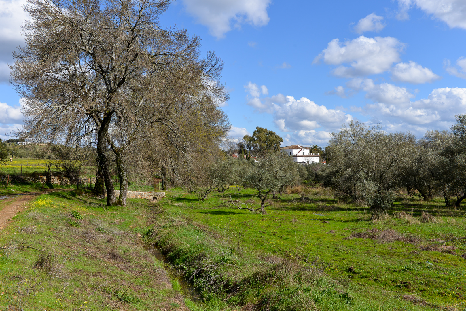 Cortijo con olivar Sevilla