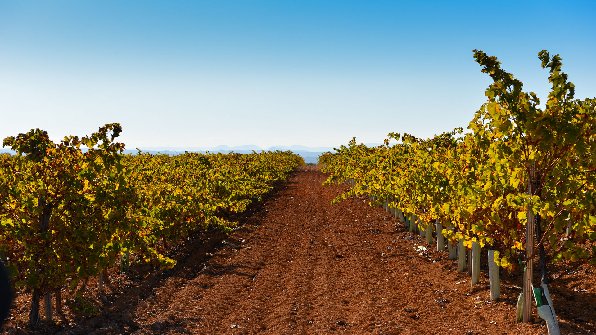 cortijo with vineyard in cordoba