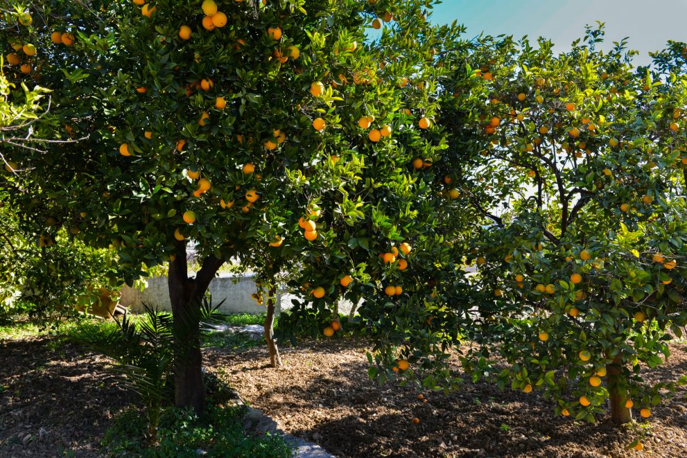 Oranges summer in Andalusia