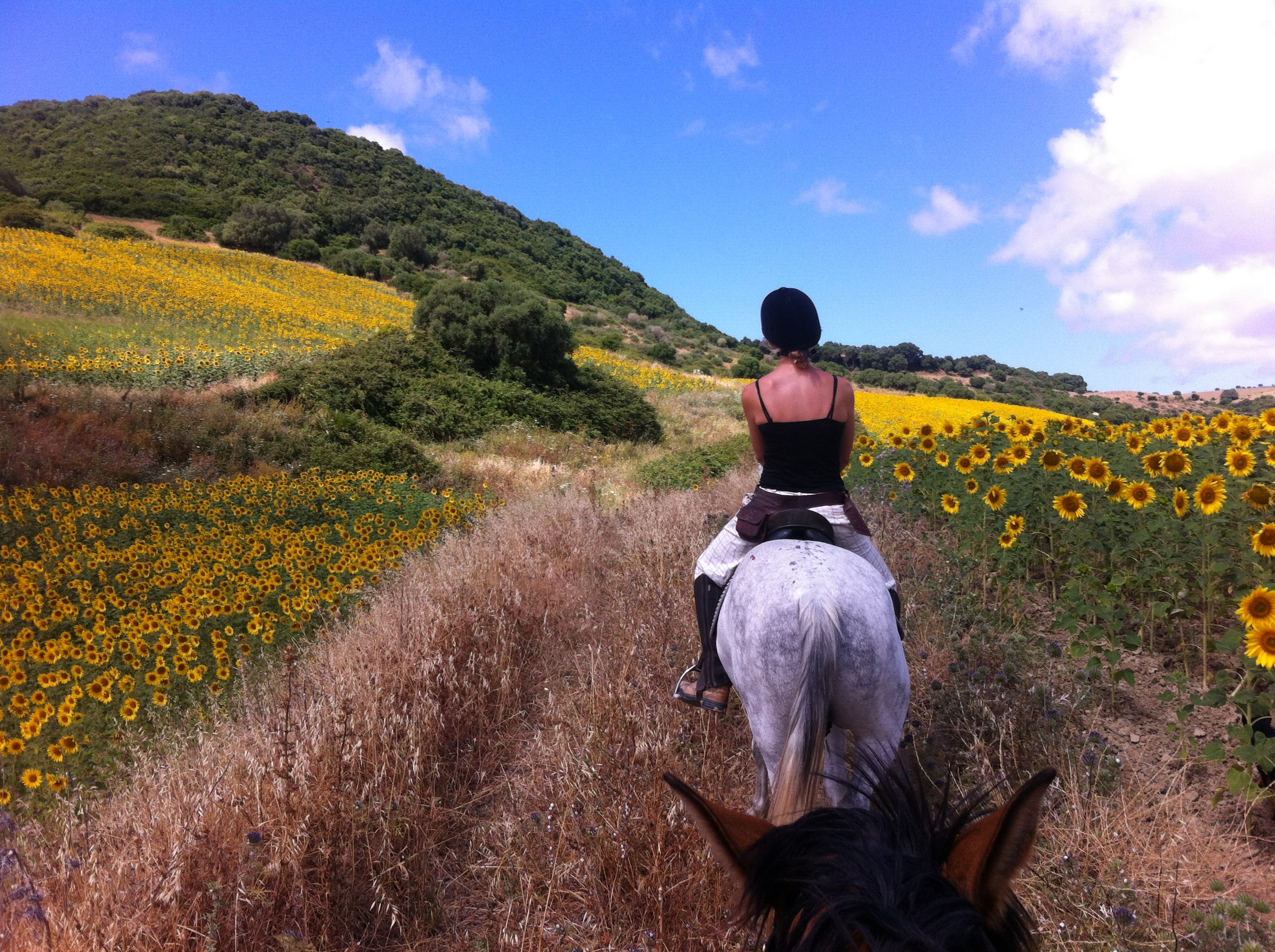 Paseo a Caballo en Andalucía