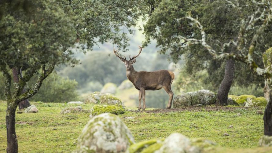 Hunting in Sierra Morena