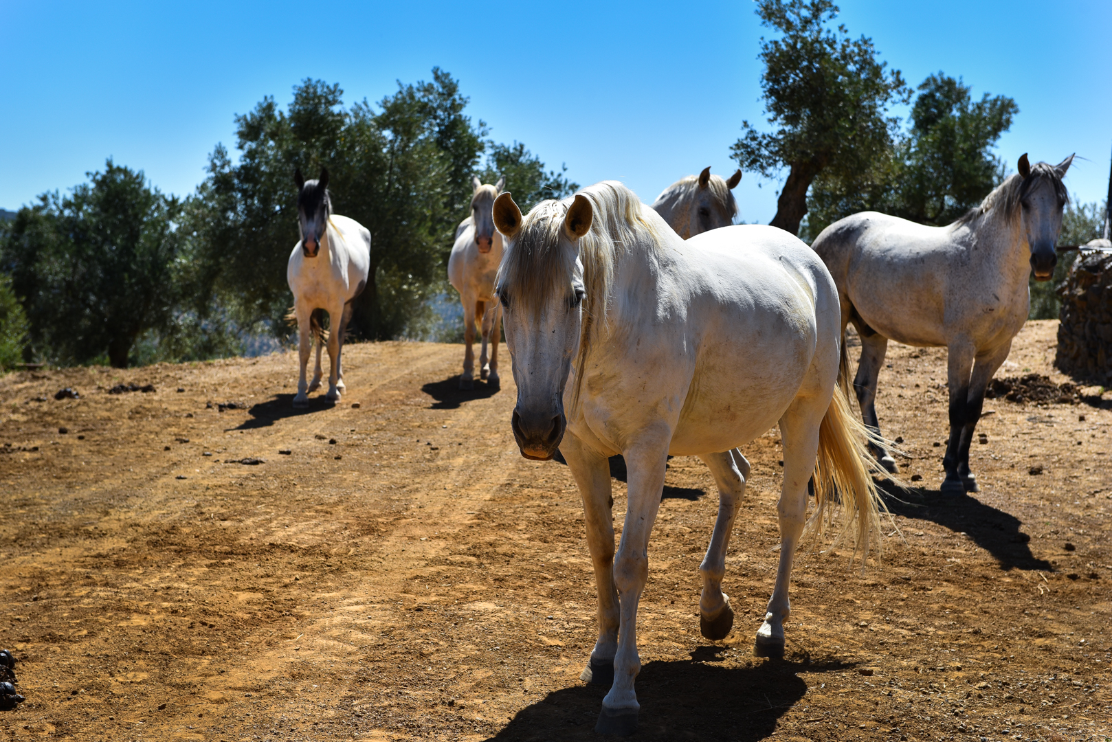 Lifestyle Equestrian