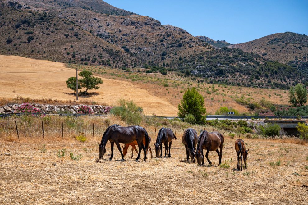 horses-el-burgo