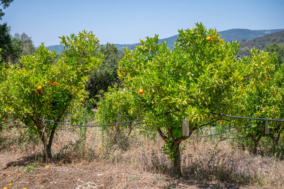 finca en venta Gaucin