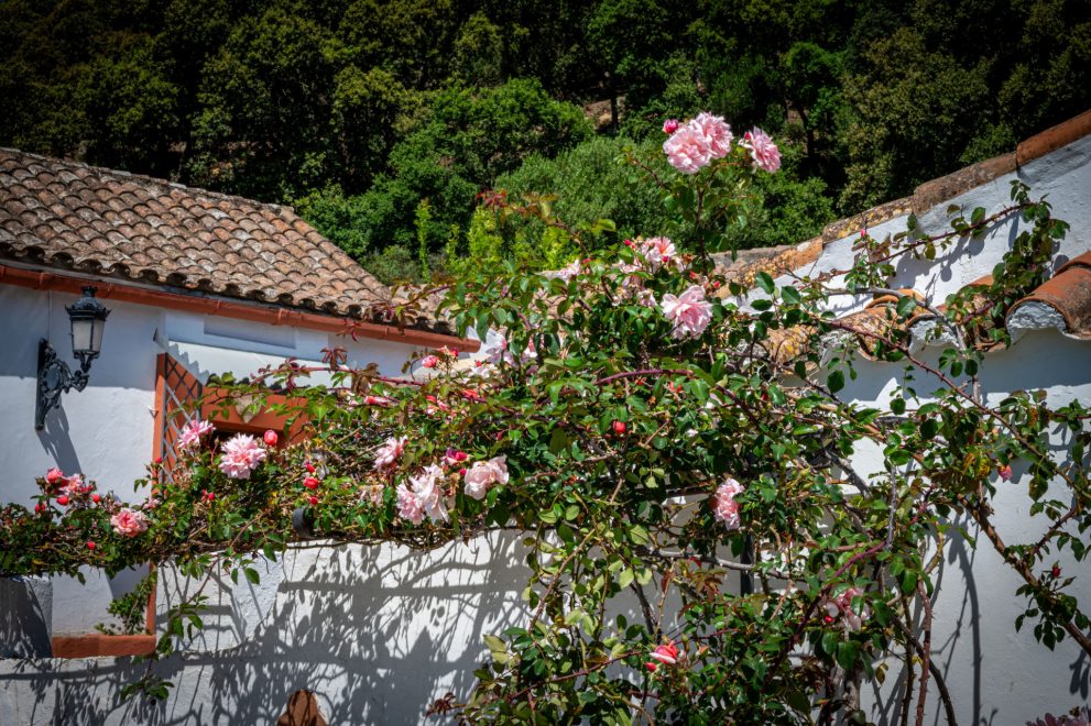 rosa-jardin-tarifa