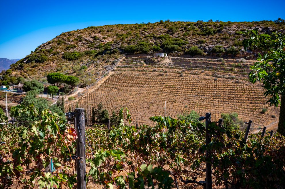 vineyard-malaga