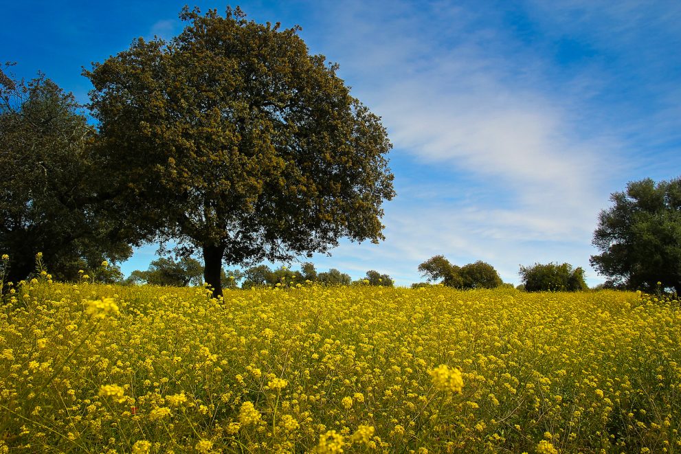 andalusian-nature