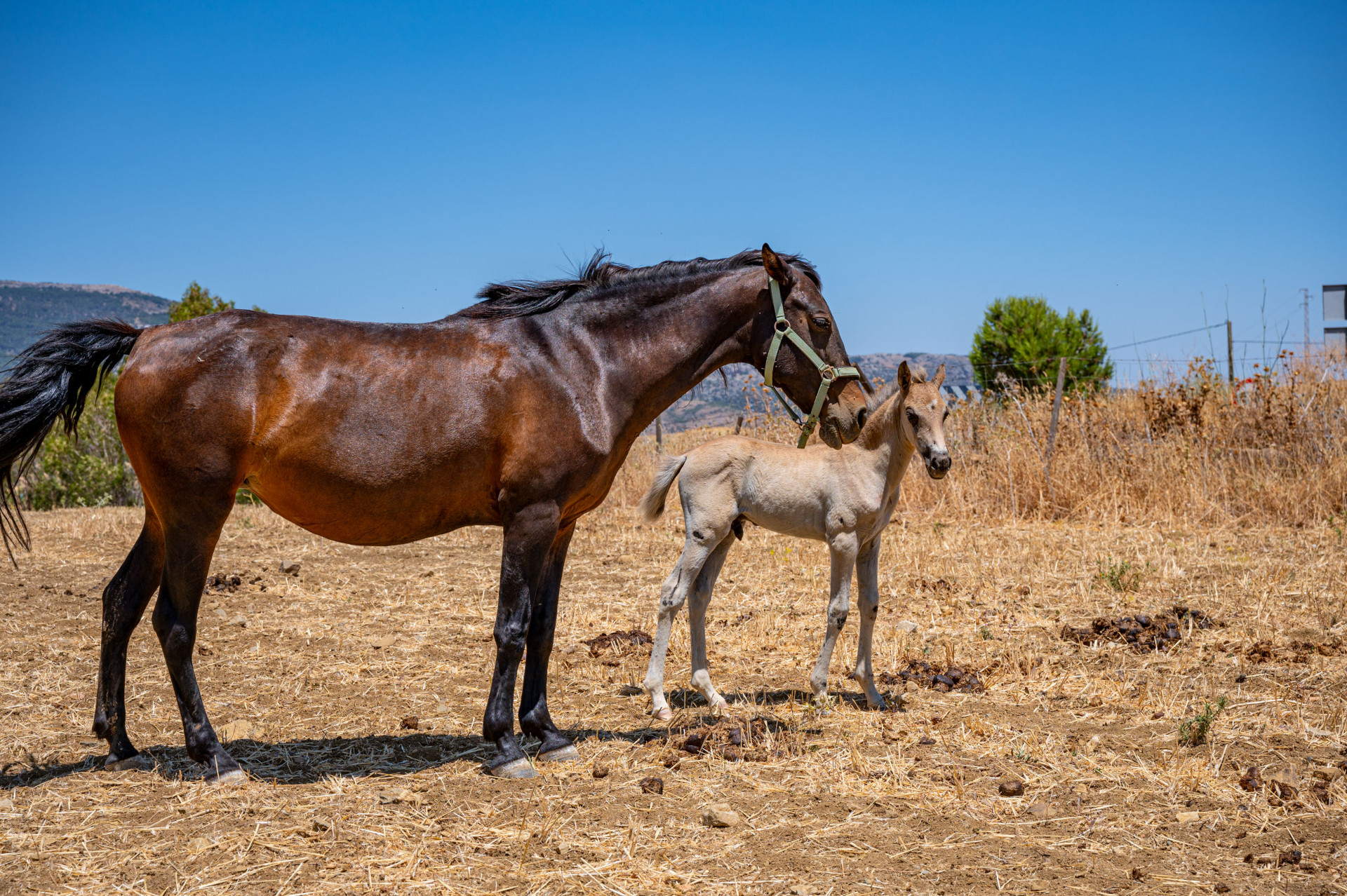 horses-ronda-estate