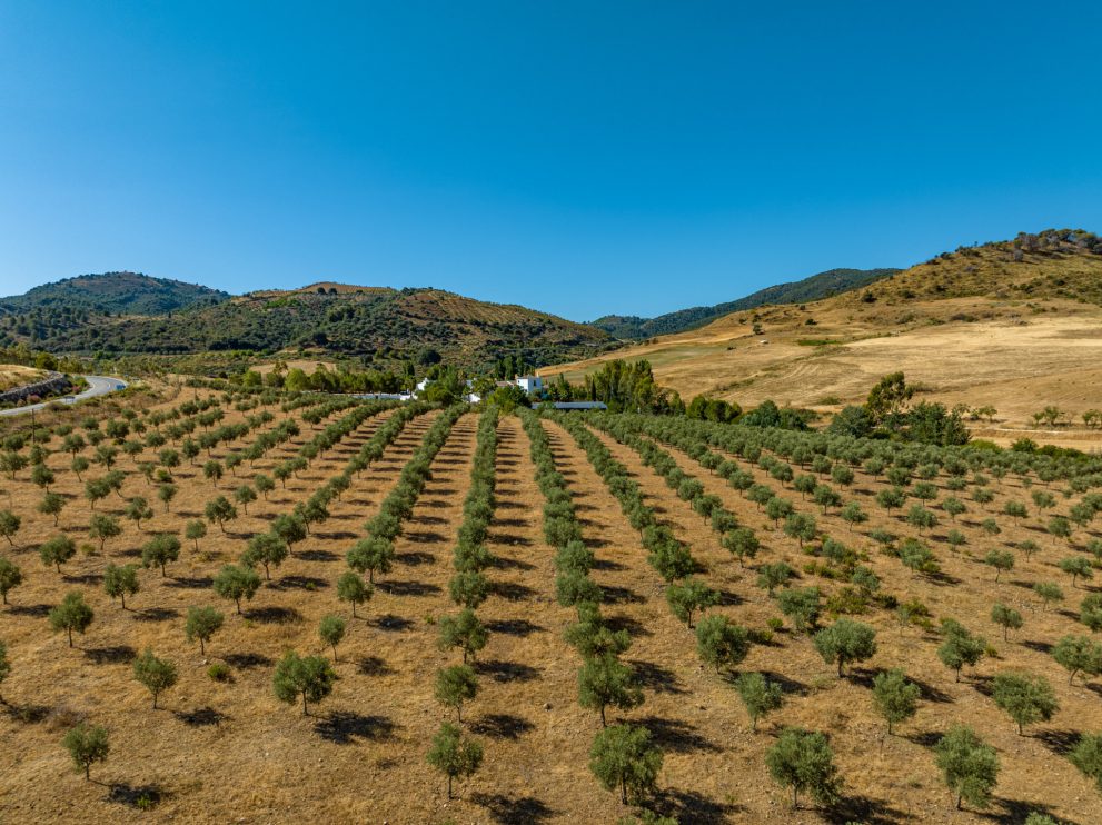 olive-grove-ronda