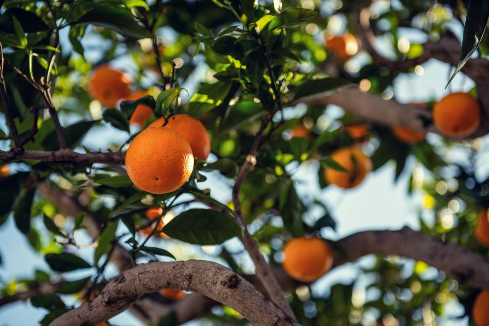 orange-tree