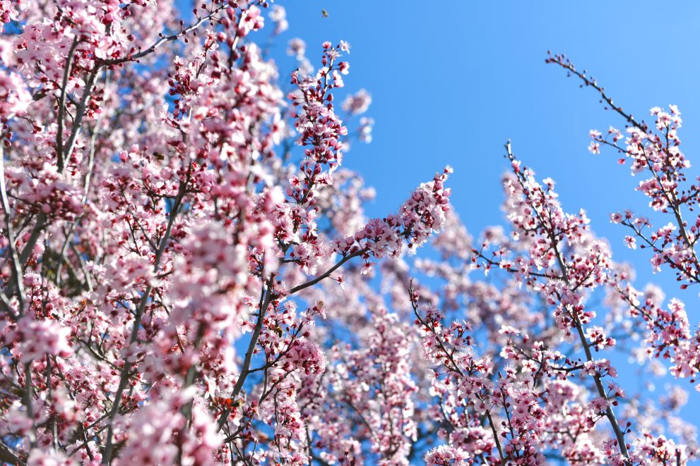 almond-blossom