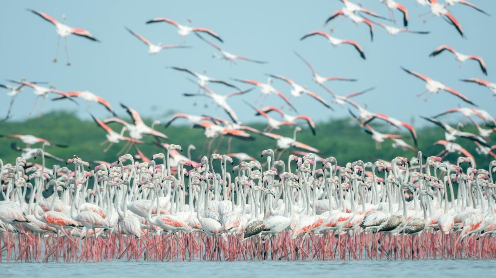 doñana-flamingo